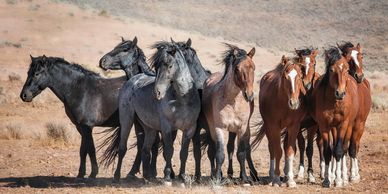 Young stallions usually get booted out of the band by the time they are two.  They naturally join as brothers as they gain the skills and confidence to be band stallions and earn mares.