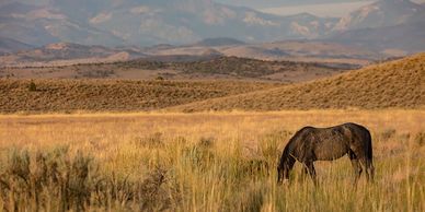 Our beautiful Blue stallion grazes quietly on the abundant vegetation on the Fish Springs range.  