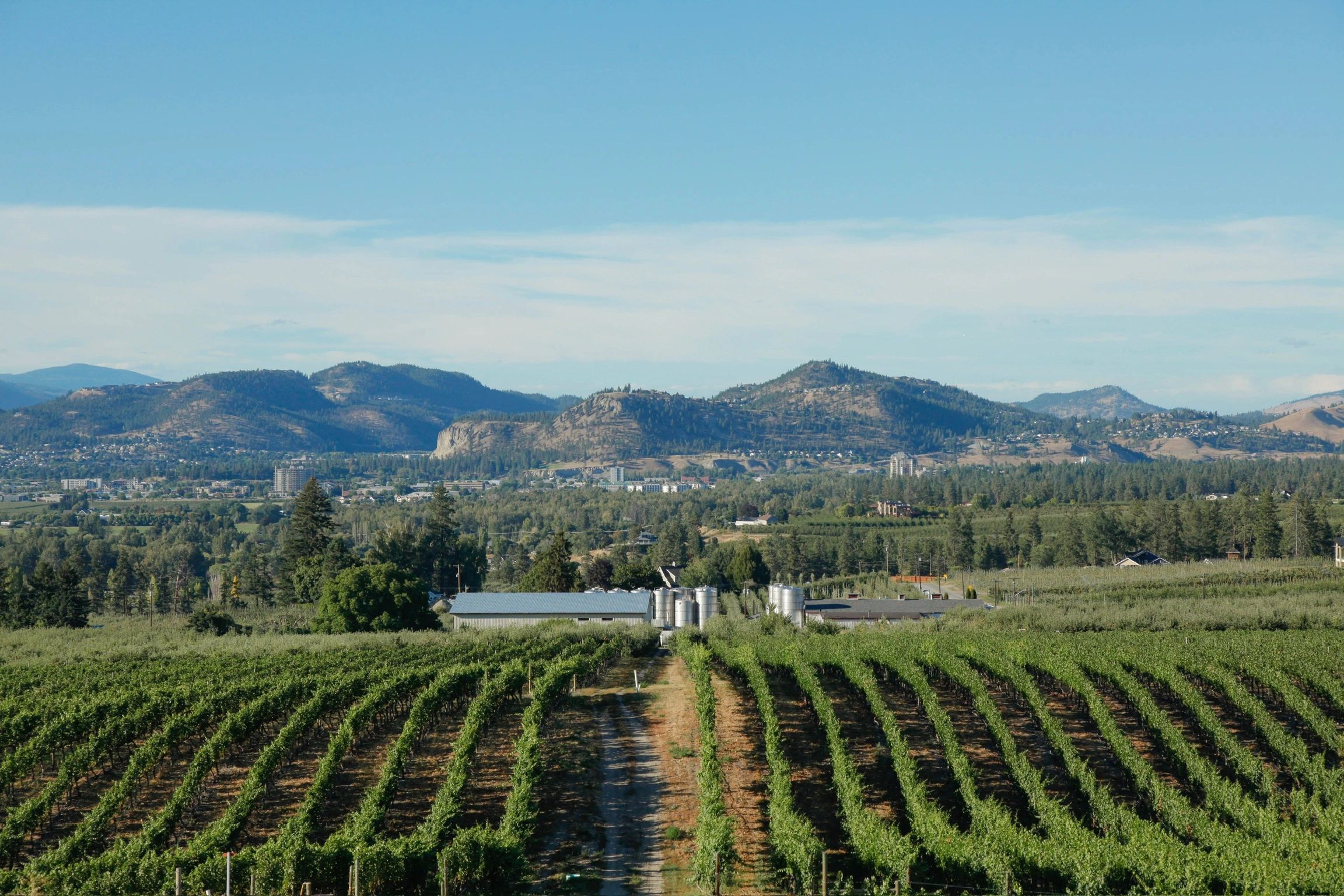 Vineyard with mountains in the background under a clear sky.