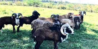 Full curl rams $1500