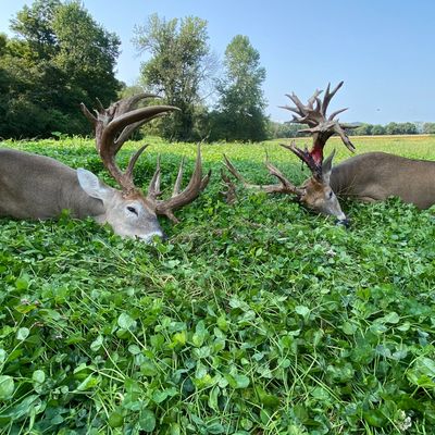 2 giants laid out in the clover 