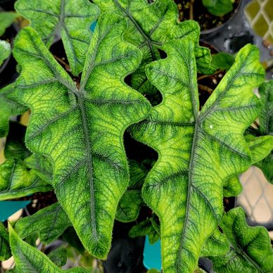 Alocasia Jacklyn