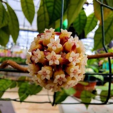 Hoya Callistophylla