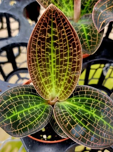 Jewel Orchid Macodes