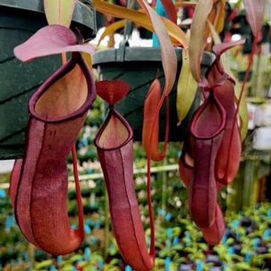 Nepenthes Rebecca