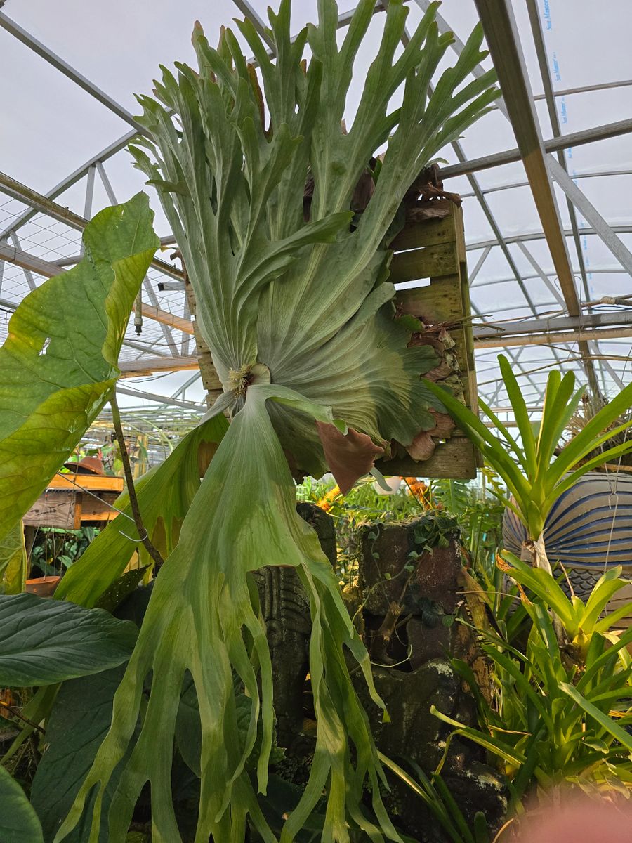 EFG Orchids / Power Plant