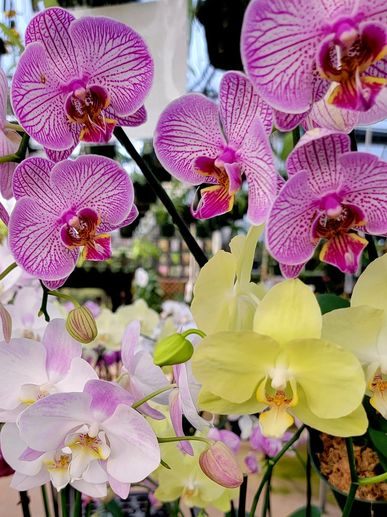 Phalaenopsis Orchid