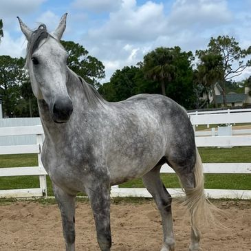 Elvis the horse.