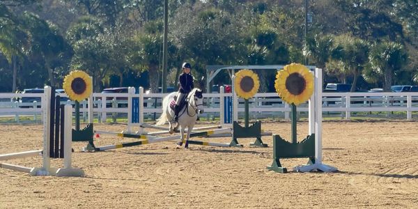 A girl riding a white horse over a low jump in the Dressage arena.