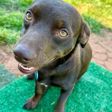 Click on this pic to apply to adopt today! https://forms.gle/JJ6CsmN91ta2XKQC7
