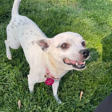 Small white dog with spots standing on grass, looking happy.
