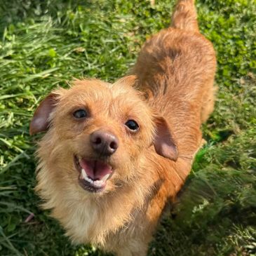 Happy small brown dog standing on grass looking up.