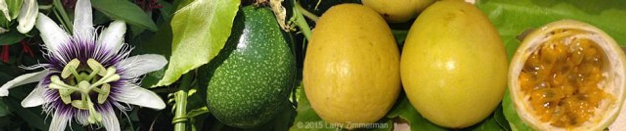 Treasure Coast Rare Fruit Website Images