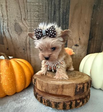Teddy is charting 4 lbs even as of now he’s 7 wks old super Coby and very short legs 