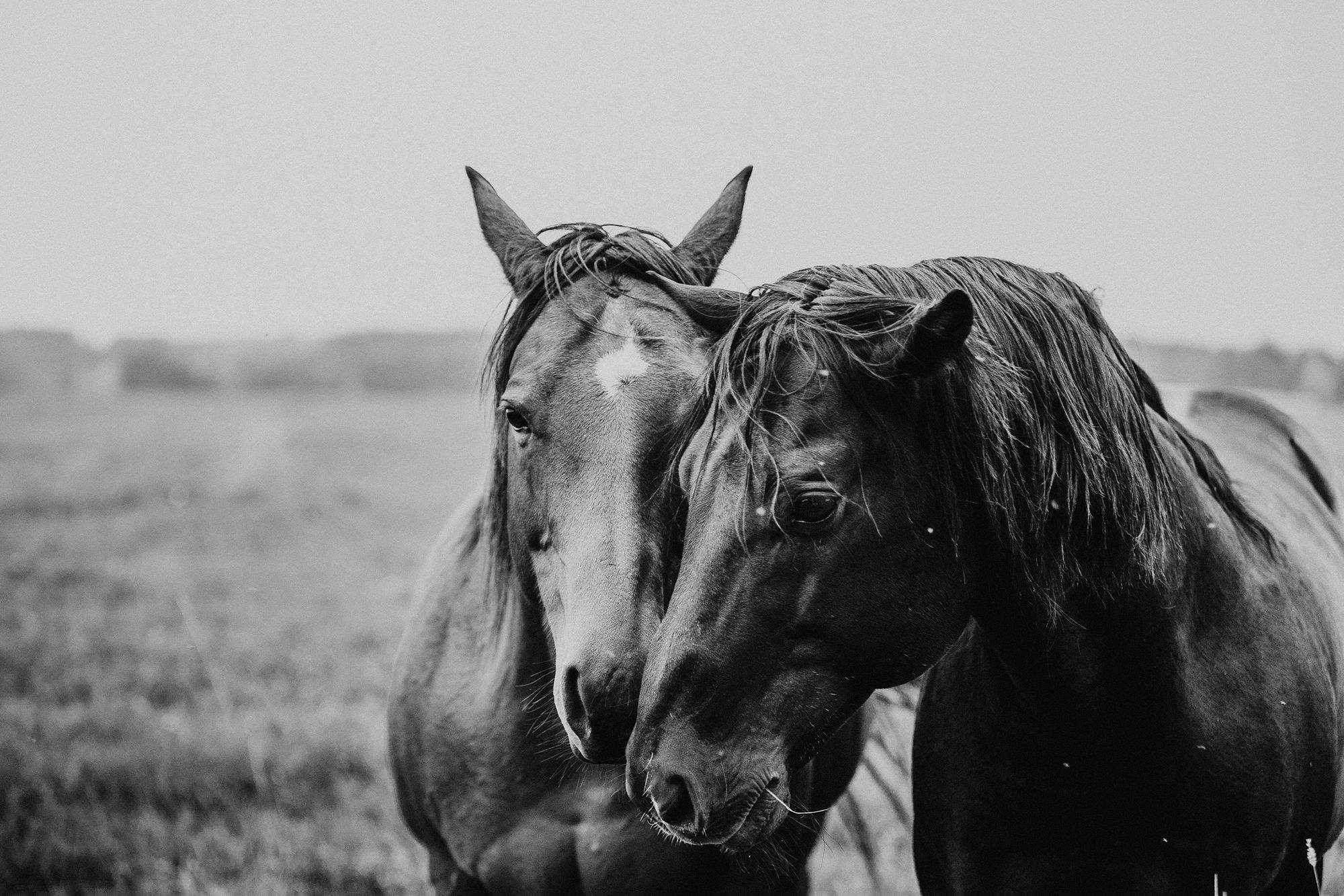 Quarter Horses The Rowdy Ranch