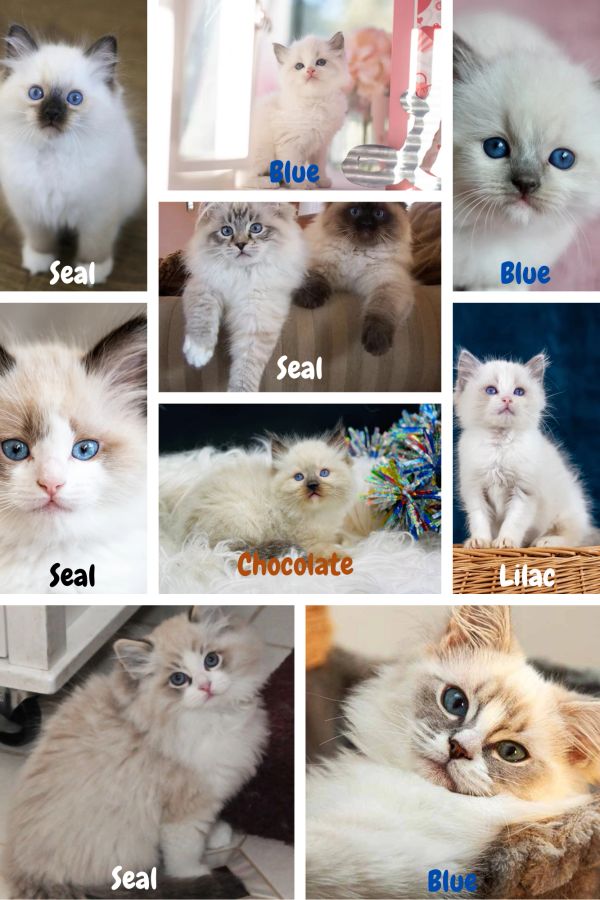 Collage of adorable Ragdoll kittens with different color points.