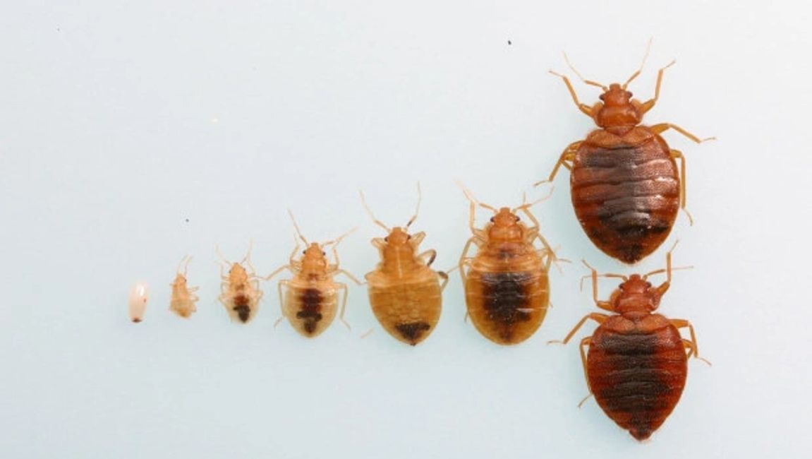 Bed bugs Divine Pest Specialist