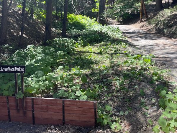 Property Cleanup 
Weeds  in the mountains Lake Arrowhead