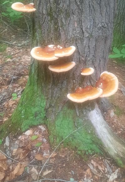 Mushroom that grows on trees in forests