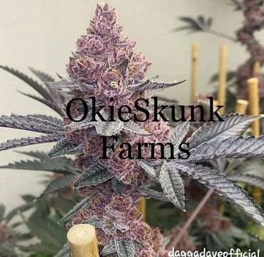 Close-up of a purple cannabis bud with 'OkieSkunk Farms' text overlay.