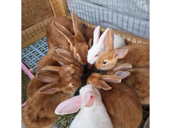 A group of Red Satin and REW Satin rabbits huddled together inside a cage.