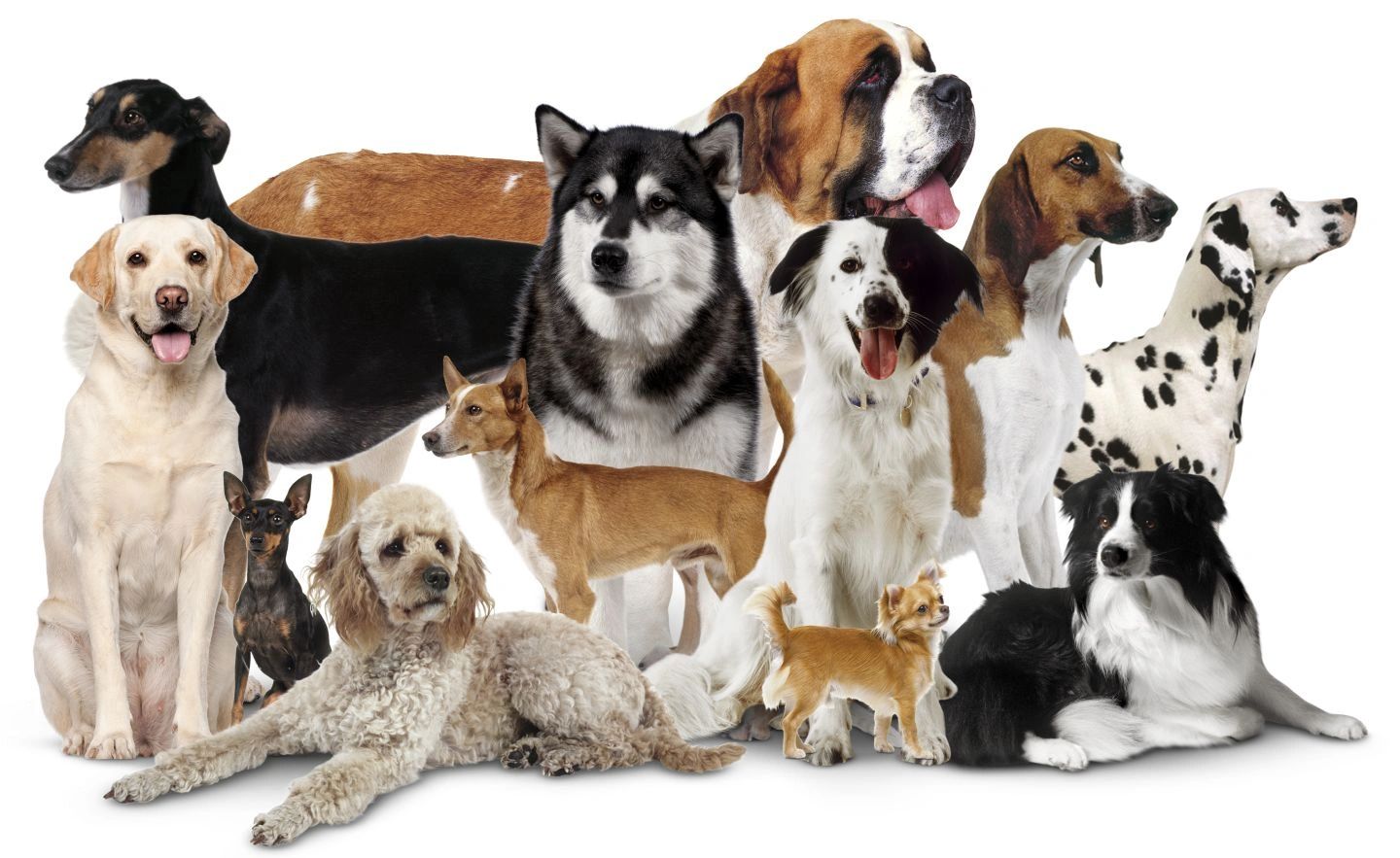 The K-9 Unit dog grooming listing photo