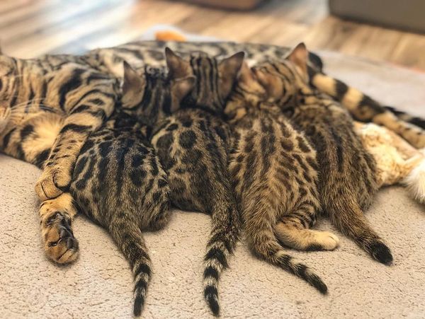 A cat cuddling with three kittens lying on a soft surface.