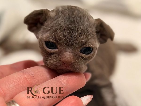 Solid chocolate Devon Rex cat from our Rogue Rex breeding program in Southern Oregon