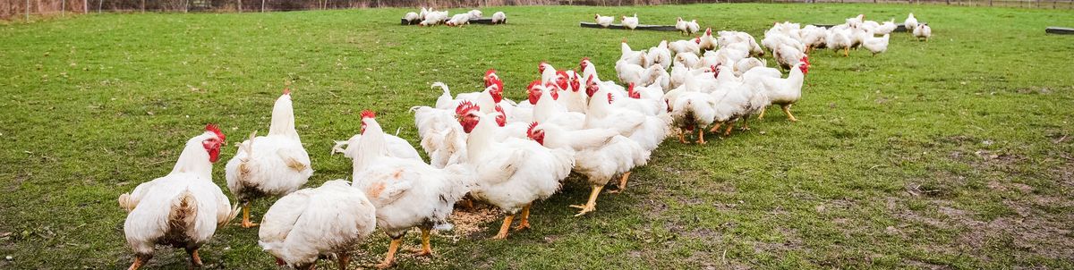 Christmas cockerels essex