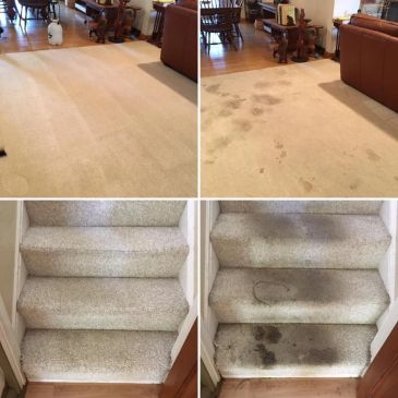 Comparison of clean and dirty carpet and stairs.