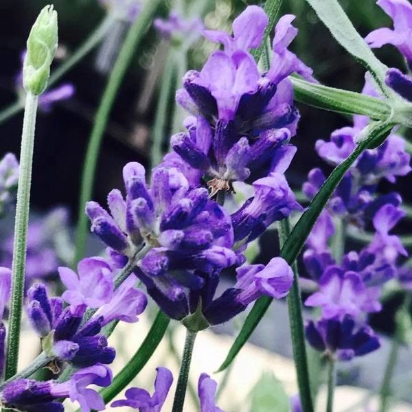 Close-up of vibrant purple lavender flowers with a small insect.