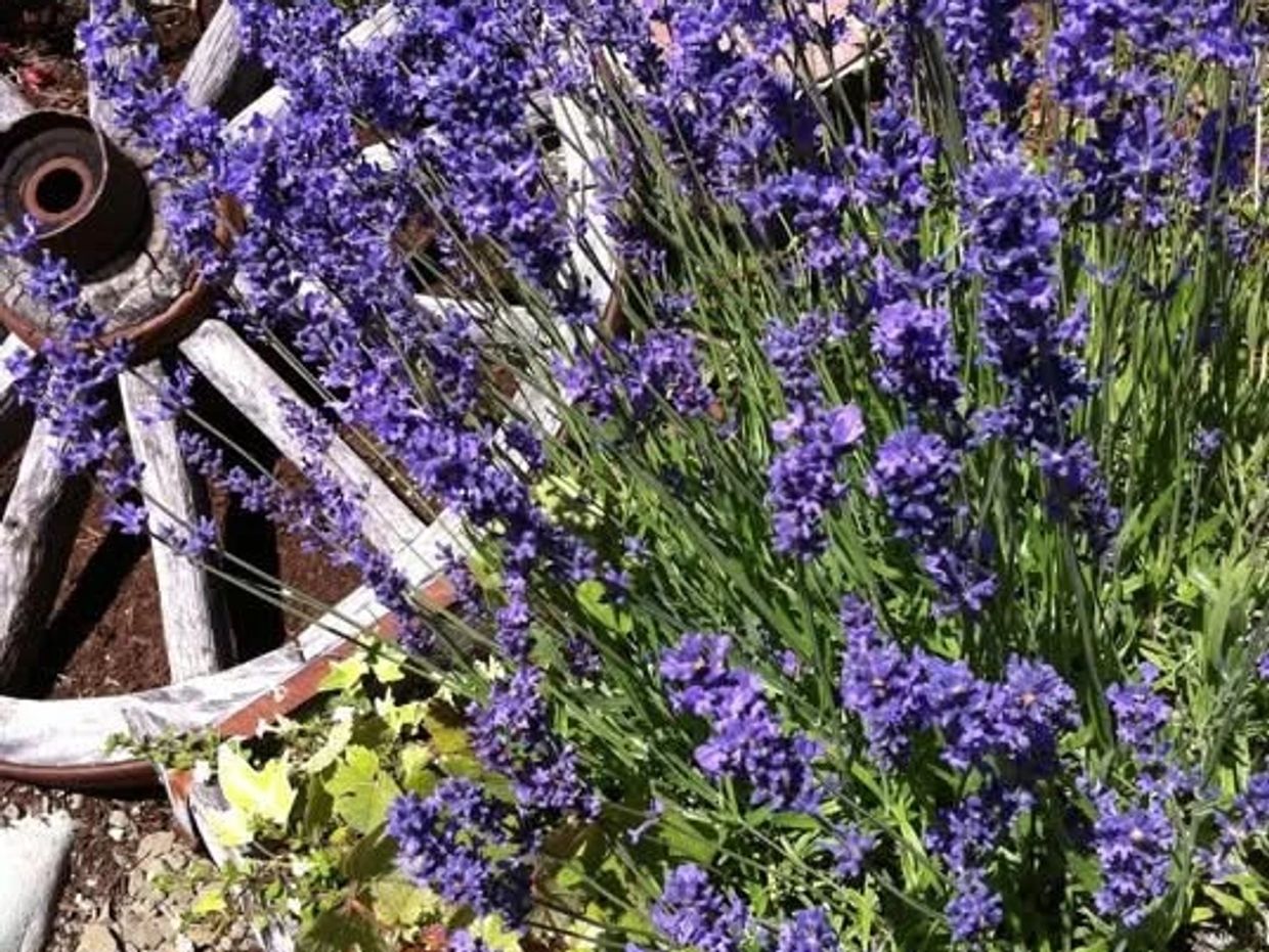 Purple lavender flowers blooming near an old wooden wagon wheel.