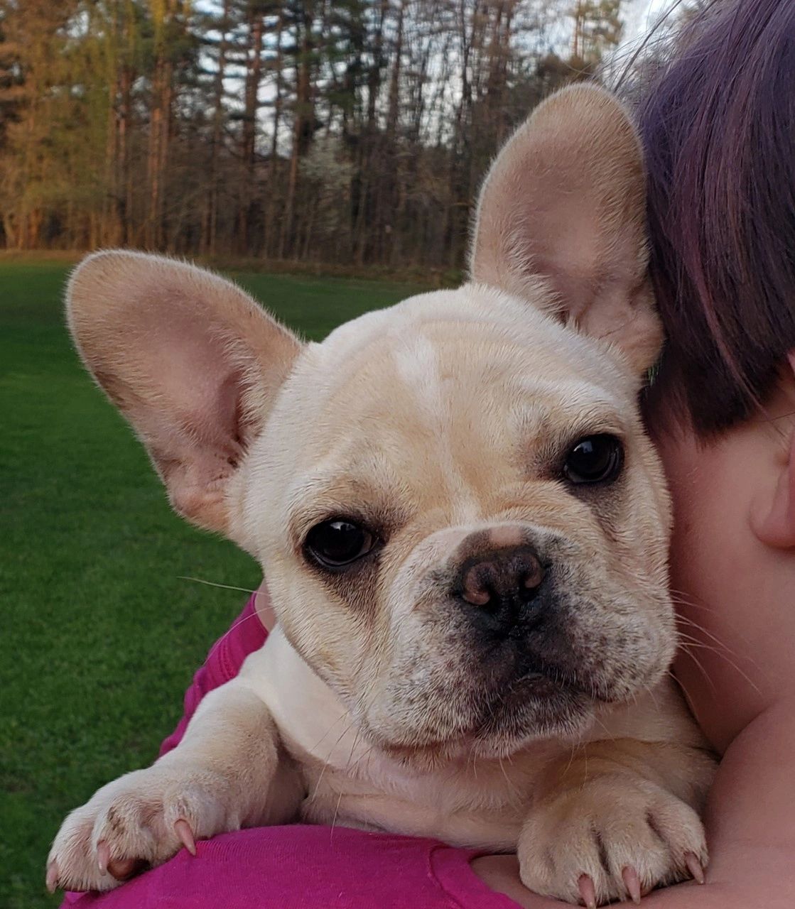 48 Top Photos French Bulldog Breeders Syracuse Ny : Available Puppies T Luxe Premier French Bulldog Breeders