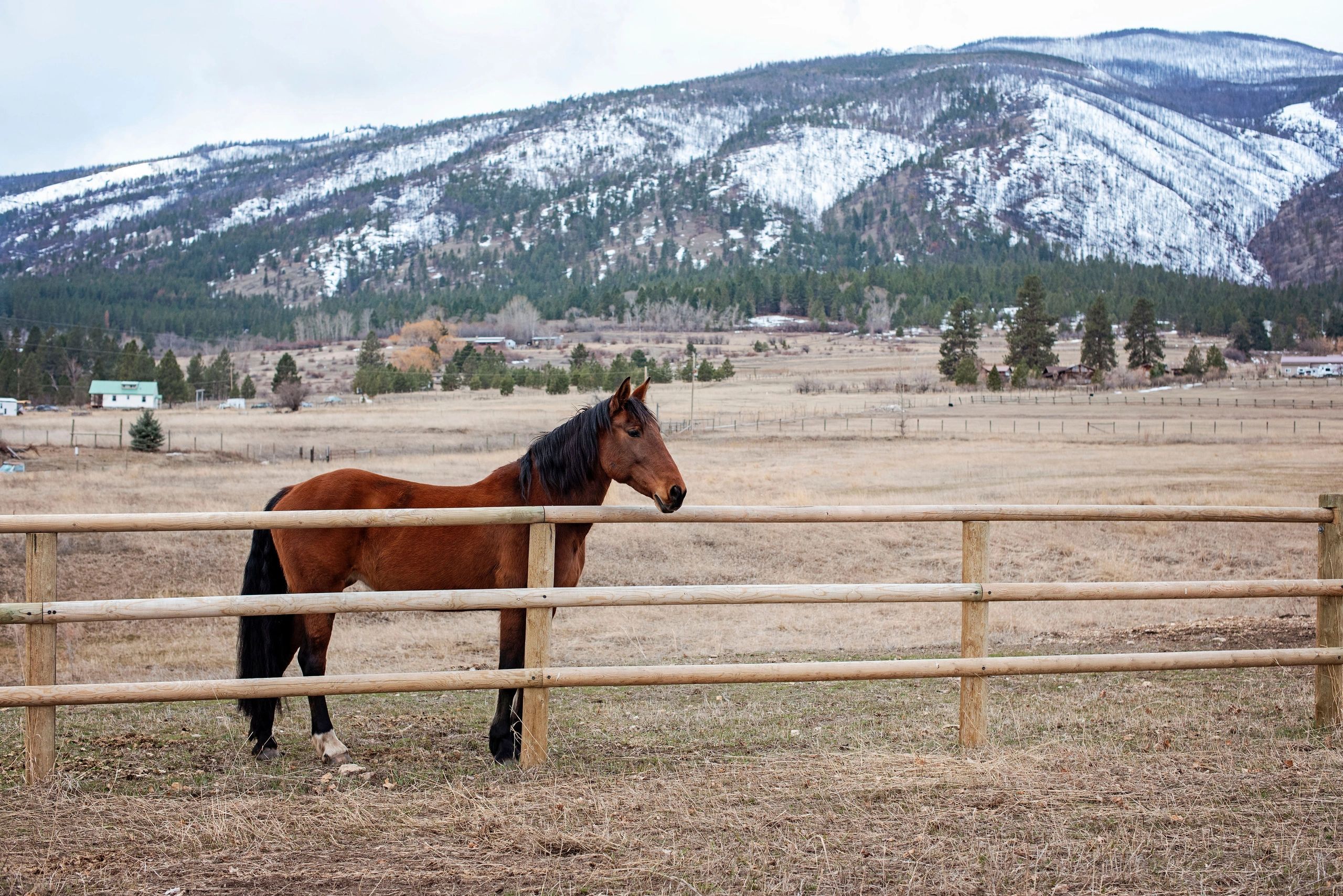 Horse Boarding Maple Mounten Stables