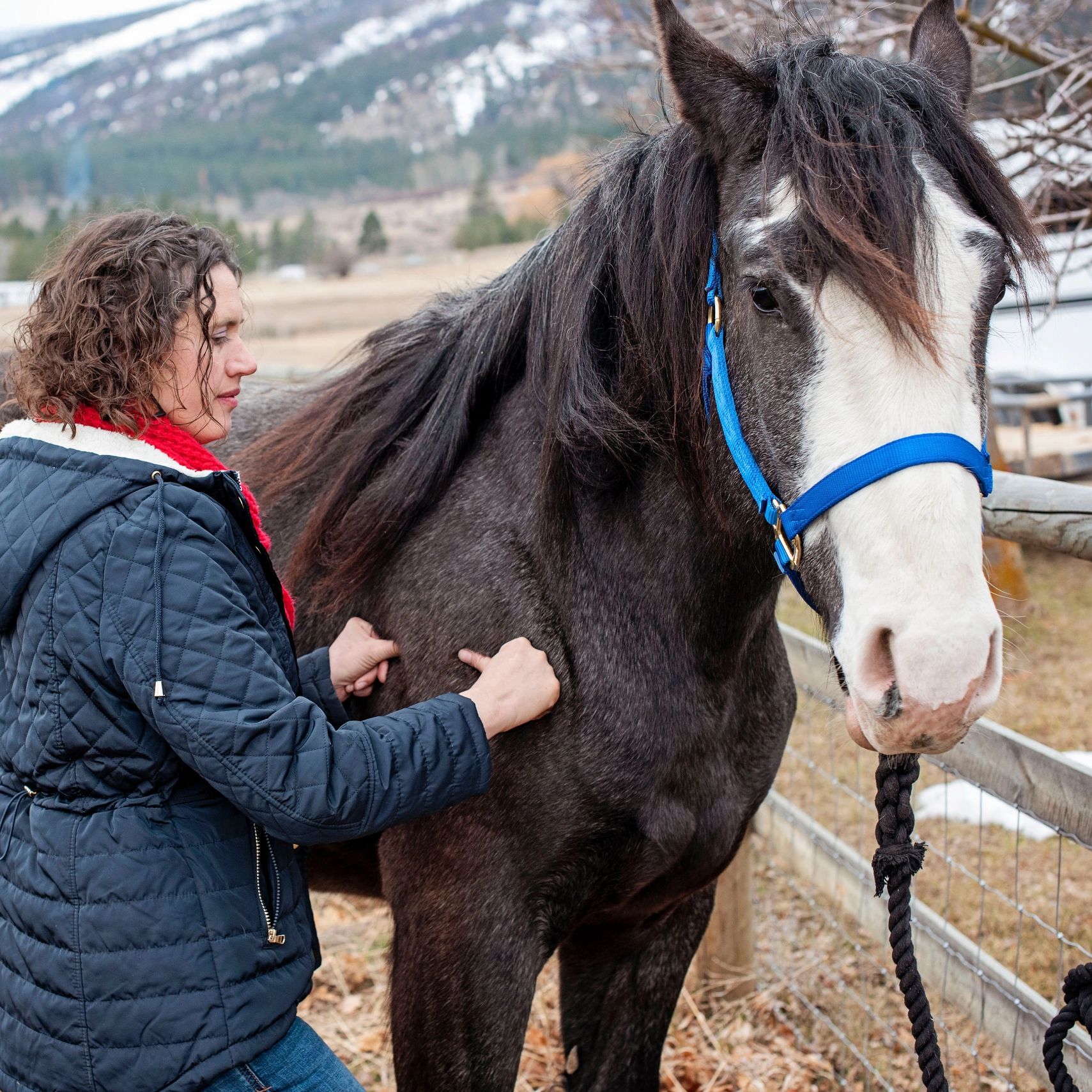 Equine Sports Massage