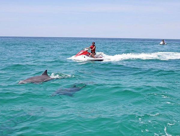 Two people on jet skis ride near dolphins in clear blue ocean water.