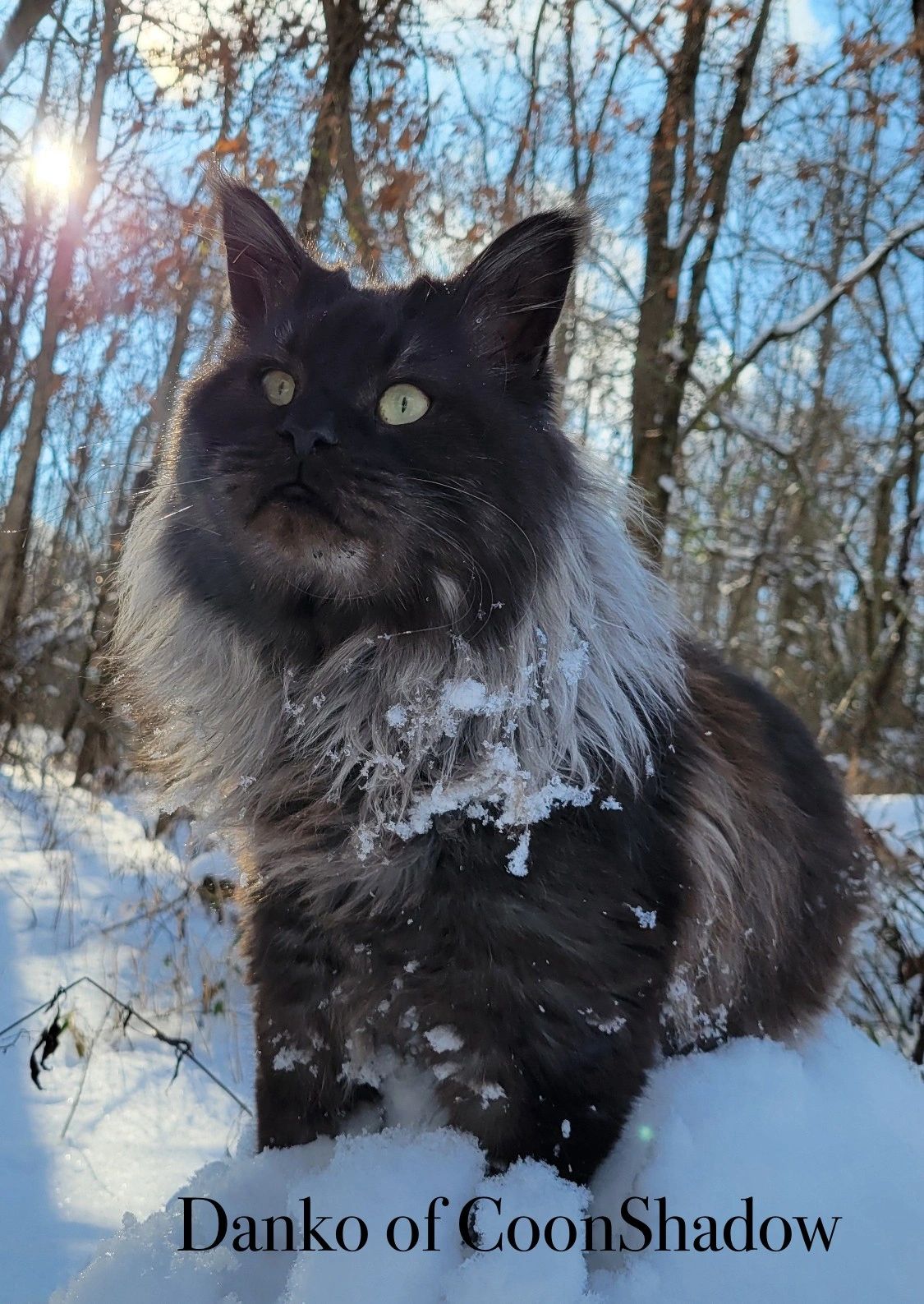black smoke Maine coon Indiana 