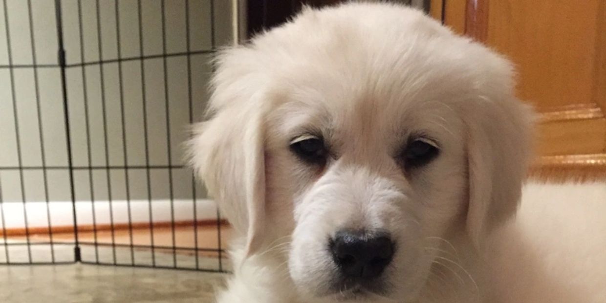 Puppies Golden Retriever Golden Puppy Dreams Rochester New York