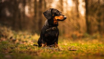 A black and tan dachshund sitting outdoors.