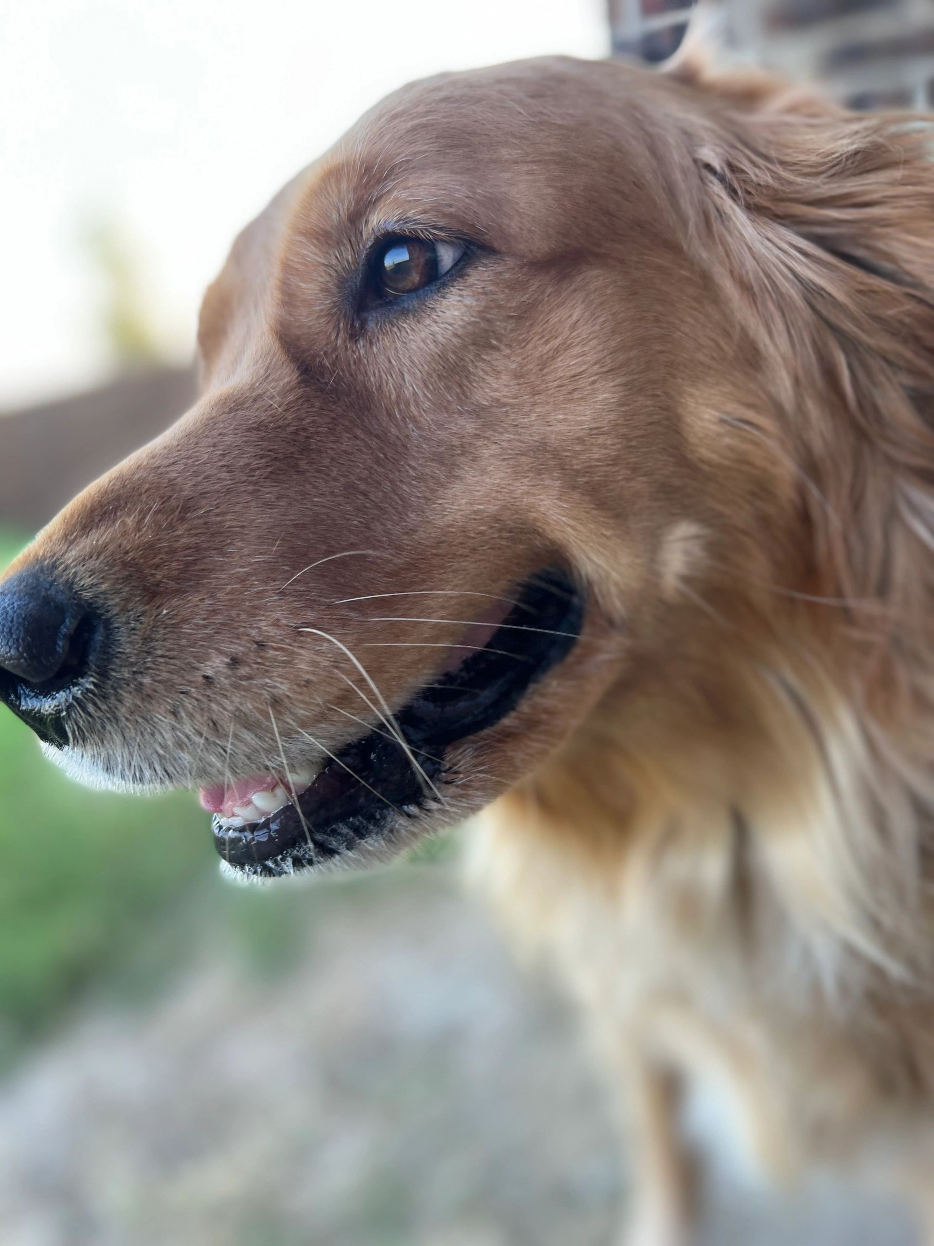 Aspen loves to watch as people pass by!