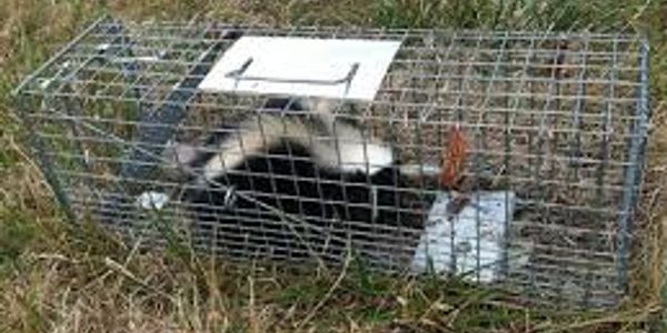 Humane Live Animal Trap Control Steel Cage for Rat Raccoon Skunk