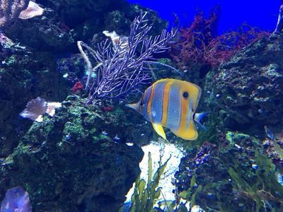 Mixed reef tanks are achievable with time and patience.