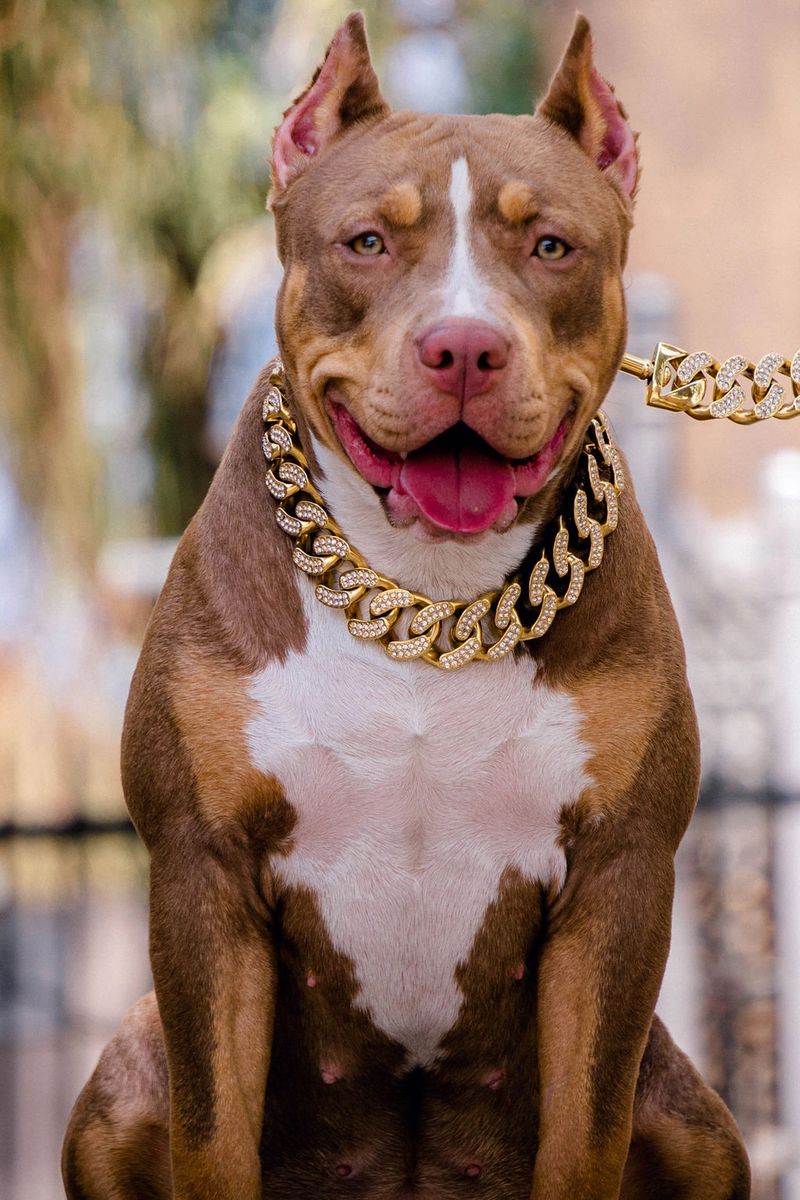 Gold leash hotsell and collar