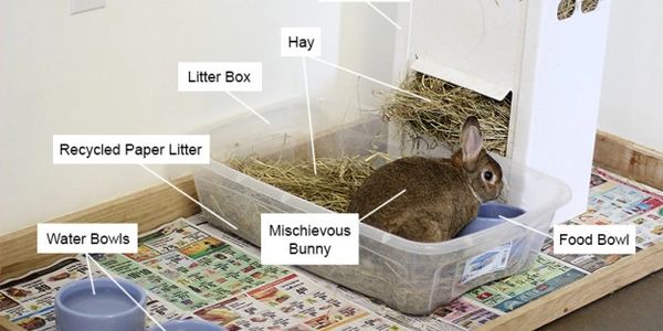 bunny care guide 