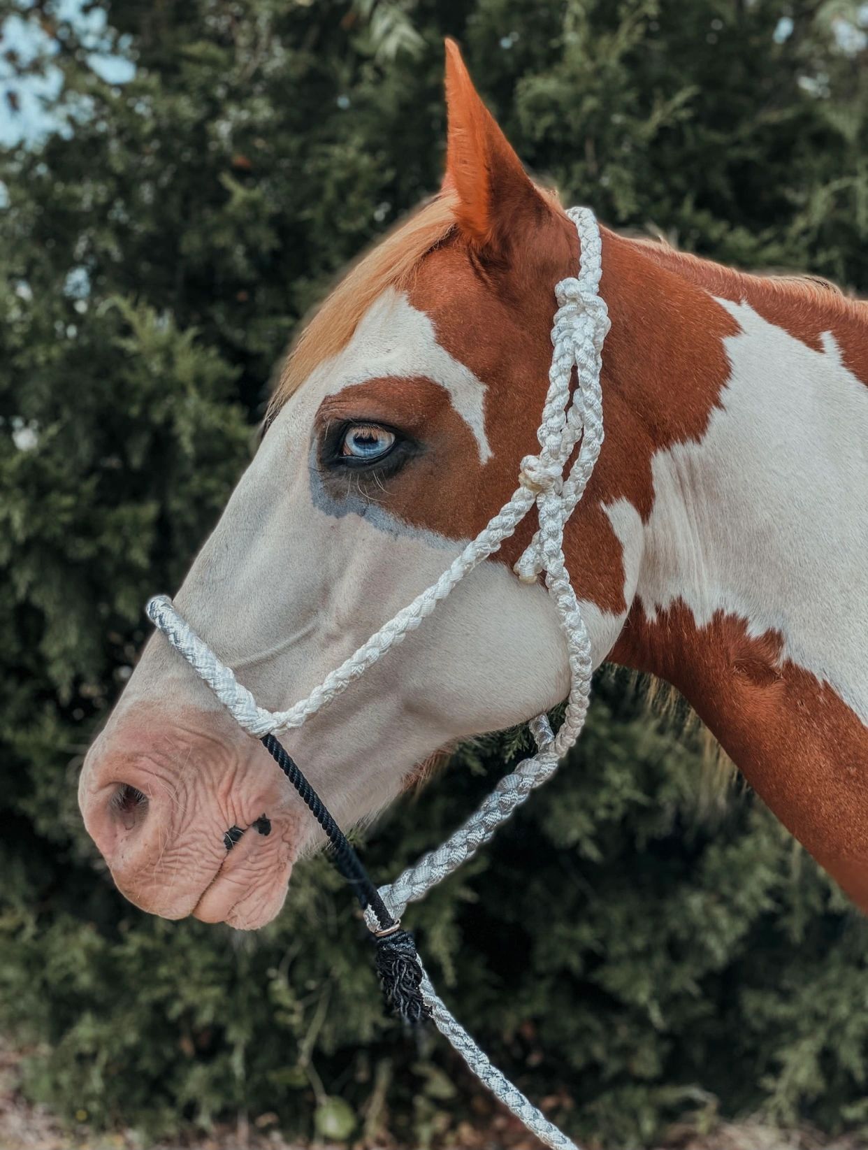 Handmade Horse Halters | & Creative Branding