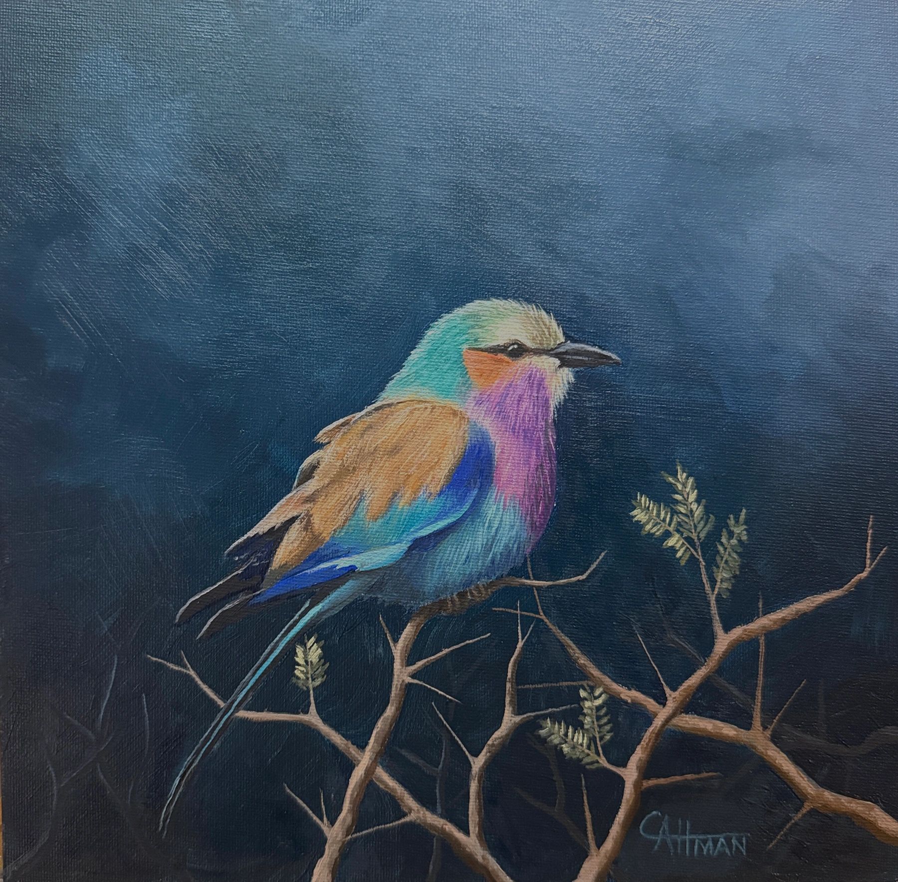 10"X10" Oil Painting of a Lilac Breasted Roller