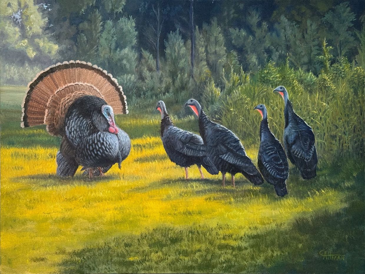 Original oil painting of wild turkeys