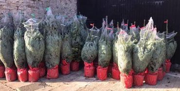 Nordmann Fir and Fraser Fir grown in pots to plant out later