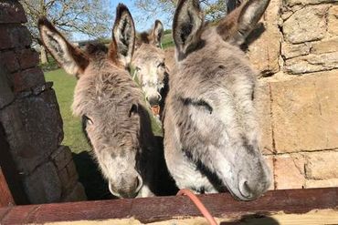 Tom, Dick and Harry, our Rescue Donkeys