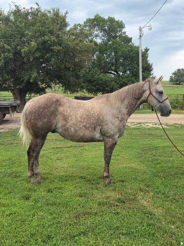Gray horse standing on green grass with trees in the background.